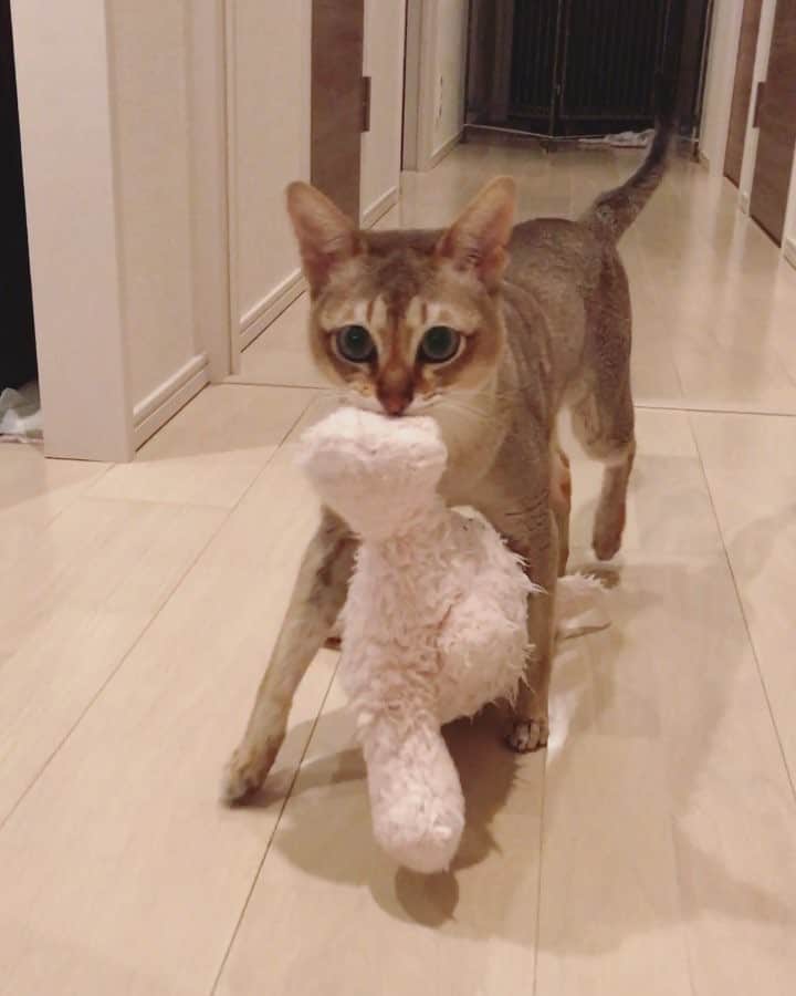 モルト♡Malt(Singapuracat)のインスタグラム：「夜中にてちてち。 ねむーい٩(๑´0`๑)۶ * 今日はうさちゃん洗ったよ🐰✨ #てちてち #うさちゃんてちてち #運び屋猫 #猫動画 #友達 #宝物 #catvideo #friend #bunny #funnycat」