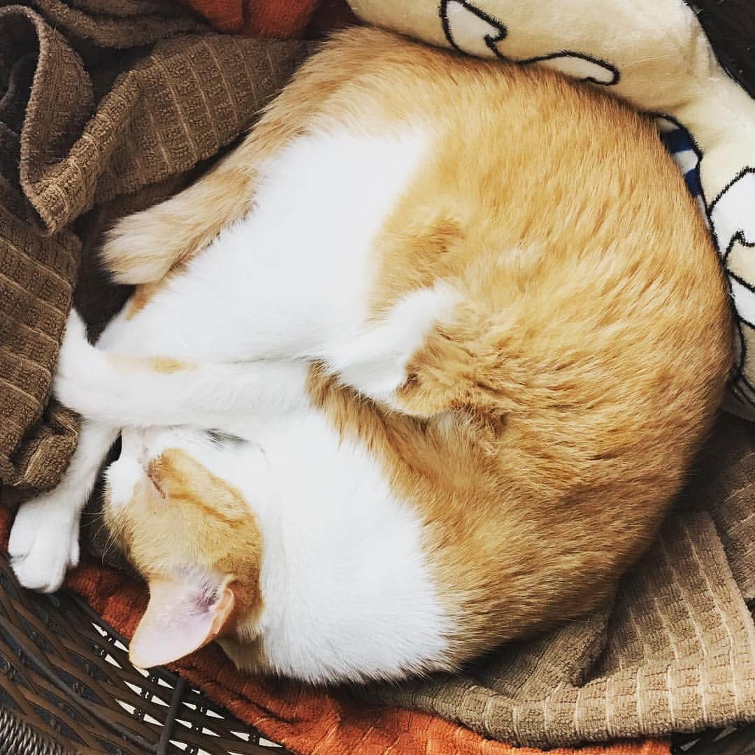 メンタリストDaiGoさんのインスタグラム写真 - (メンタリストDaiGoInstagram)「A Sleeping lion #cat #nuko」10月26日 18時58分 - mentalistdaigo