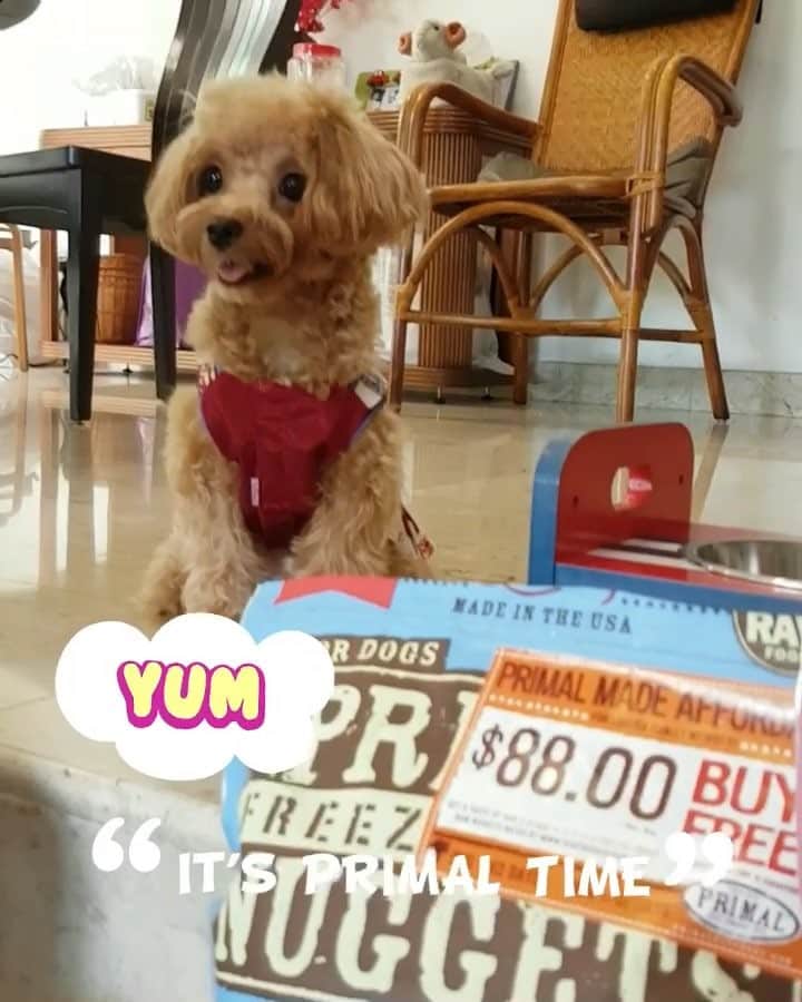 Ⓜ️їк◎ みこ 미코 ? Dogsのインスタグラム：「《On volume for music 🎶 》 As usual ☺️, I’m always so pawcited and satisfied when come to my #PrimalPetFoods 🕖😂 @b2kpet @primalpetfoods #b2kpet #MikoandB2KPet . 😍😋🤤 📆〔26Oct2017〕 . #maltipoosofinstagram #dogs #maltipoo #maltese #toypoodle #ワンコ #わんこ #犬 #いぬ #トイプードル #dogsoftheday #poodlesofficial #poodle #puppylove #petfancy#furball #sgpet #poodleclub #poodleclubsg #furbabies #furballs #fluffypack #puppiesforall #pawsomepoodles #singaporedogs #개 #푸들」