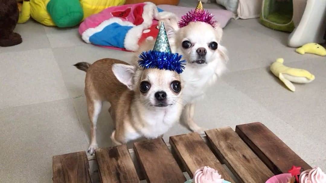 まち(Machi)のインスタグラム：「. 誕生日おめでとうのコメントを沢山ありがとうございました😊💕 嬉しいな❤ 大好きです😘 . Cake time!!!!!🎉🎉🎉🎉 . #chihuahua #chihuahuas #dog #instadog #chihuahuasofinstagram #chihuahuasofinstagram_  #weeklyfluff #doglover #chihuahualove #ふわもこ部 #happy #choco #azuki #omochi #チワワ #ちわわ #犬 #スムチー #ロンチー #ふわもこ部」