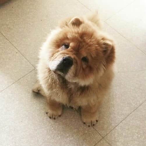 CHOWSTAGRAM CHoW CHoW PuPPieSのインスタグラム：「@paulettethechow」