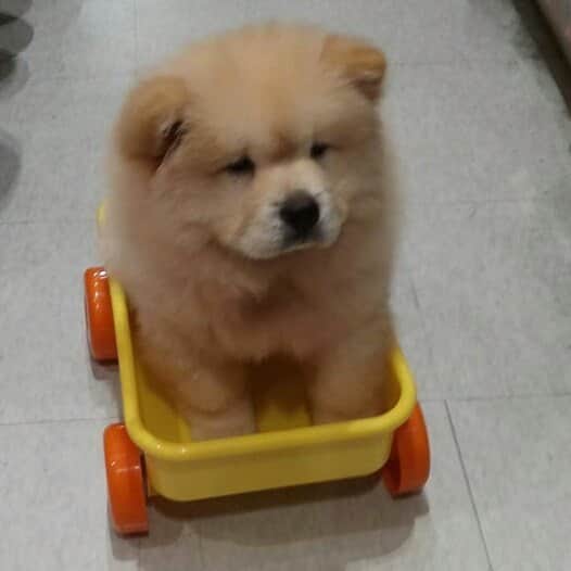 CHOWSTAGRAM CHoW CHoW PuPPieSのインスタグラム：「PHoTo : @odin.the.asgardianbeardog」