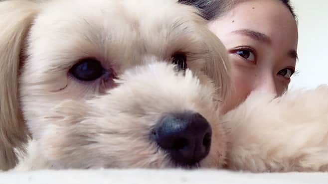 畠山愛理さんのインスタグラム写真 - (畠山愛理Instagram)「#愛犬 シェリちゃん 可愛い❤️ いつも癒されてます☺️♡」10月27日 14時41分 - airihatakeyama