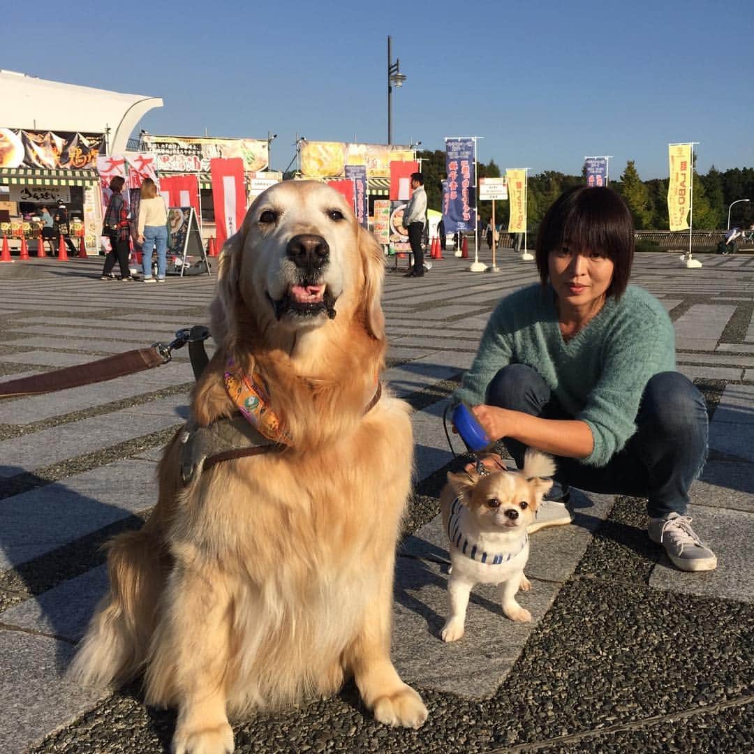高橋ひとみさんのインスタグラム写真 高橋ひとみinstagram ラーメンショー17 で いつも優しくしてくれる大好きなお姉さんに偶然お会いしました 私の大きさがめだっちゃう ゴールデンレトリバー ゴールデンレトリバーのいる生活 Dogstagram Dog