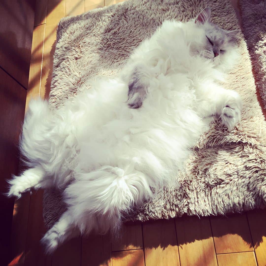 純名里沙さんのインスタグラム写真 - (純名里沙Instagram)「いつもおなじ格好で寝とるなぁ〜（笑） 何ともうらやましいぞ。 行ってきます‼︎ #大福くん #だいふく #チンチラ  #ネコ #にゃん #猫 #cat #お腹にダイブ」11月27日 12時23分 - risajunna3158