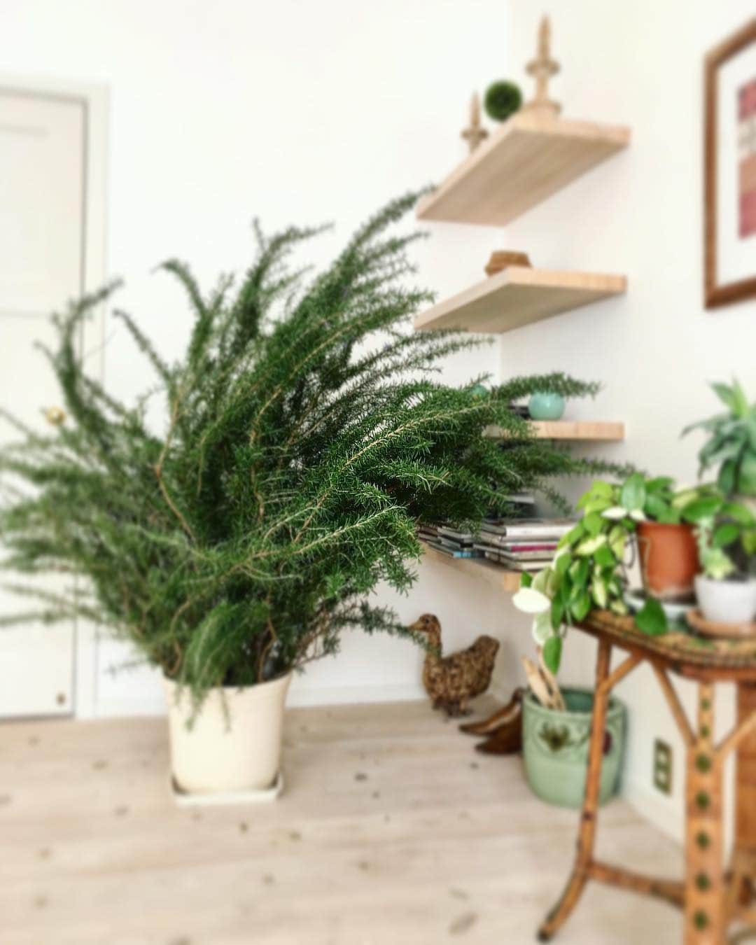 藤原美智子さんのインスタグラム写真 - (藤原美智子Instagram)「庭の #ローズマリー を冬に備えて剪定したら、こんなにも😵 ・ せっかくなので #モミの木 がわりにしようということで、とりあえず植木鉢に入れてみました。 ・ 12月になったら #クリスマス の飾り付けをすることに🎄 只今、部屋中、落ち着く #いい香り 💓 ・ 去年の本物のモミの木は9月頃だったか、カミキリムシ虫 にやられて枯れてしまいました〜😭新芽まで出てきていたのに、ホントに残念っ😹 ・ #冬支度  #インテリア #藤原美智子 #fujiwaramichiko  #michikolife」11月27日 6時55分 - michiko.life