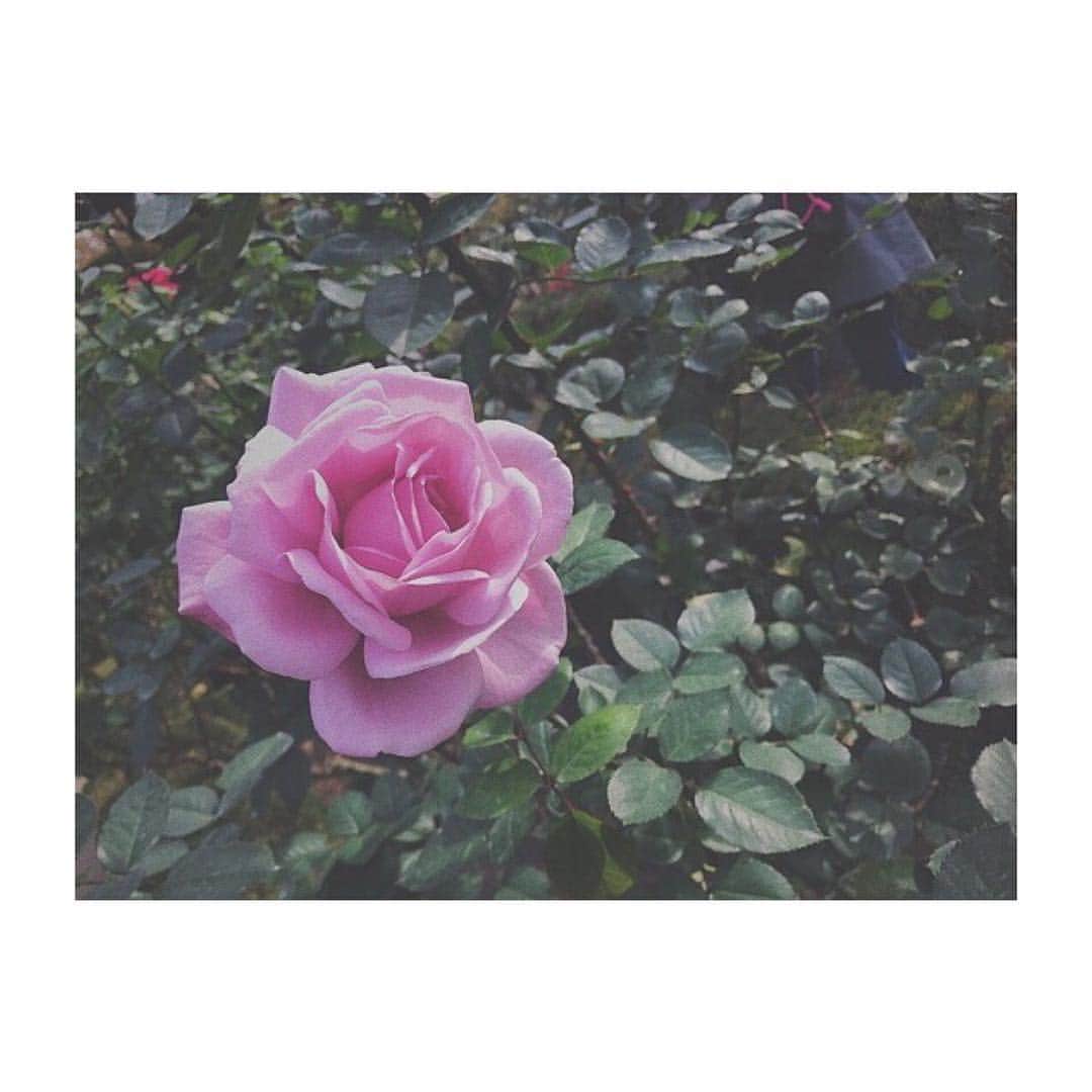原あや香さんのインスタグラム写真 - (原あや香Instagram)「Bloom where God has planted you. 置かれた場所で咲きなさい  感銘を受けた本のひとつ  #flower#beuty#rose#pink#life#favorite#book#instagood#instadaily#本#渡辺和子#ミリオンセラー#作品」11月23日 12時30分 - haraaya_