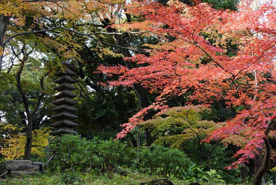 中山美香さんのインスタグラム写真 - (中山美香Instagram)「茶室と紅葉。  #紅葉 #茶室 日本庭園 #旧古河庭園 #庭園 #東京 #混んでる場所は苦手 なので#ゆっくり #落ち着ける 所へ #garden #japanesegarden #autumn #autumn🍁 #autumnleaves #autumnfoliage #tokyo #japan  #nikon #カメラ #カメラ好き #ミラーレス #nikon1j5」11月23日 17時36分 - mika5nakayama