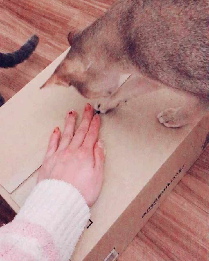 jill&titi&luna&lillyのインスタグラム：「Amazonからお届けにゃーす😻❤️ #猫  #にゃんこ  #関東にゃんこ部  #アビシニアン  #ロシアンブルー  #シンガプーラ  #catsofinstagram  #cats  #catstagram  #russianblue  #singaporecat  #singapore  #abissinian  #catlovers  #ねこ部  #ペコねこ部  #写真好きな人と繋がりたい  #カメラ好きな人と繋がりたい  #フィルター越しの私の世界  #一眼レフ  #シンガプーラ  #アビシニアン  #ロシアンブルー  #ねこまみれ  #にゃんすたぐらむ  #ねこ部  #ふわもこ部  #ファインダー越しの私の世界  #pecon」