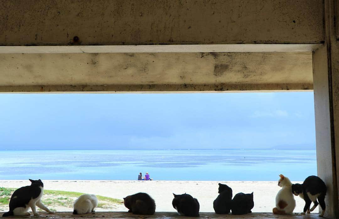 リトレンゴ【公式】のインスタグラム：「Photo by @yuki.ando.37 https://www.instagram.com/p/BbwHfB2g2v-/ リトレンゴではサイトOPENを記念して「日本の離島フォトコンテスト」を開催！今回のテーマは『日本の島猫』。あなたが離島で出会った猫の写真を投稿してください。応募はこのアカウントをフォローし、｢島の名前」｢ハッシュタグ #ritorengo 」をつけるだけ。作品は随時ピックアップしてご紹介させていただきます。皆様のご応募お待ちしております🐱 https://www.ritorengo.com/photo-contest/  #竹富島 #沖縄 #八重山 #離島 #島旅 #島猫 #猫 #ネコ #ねこ #島 #cats_of_instagram #landscape_captures #landscapephotography #landscapelovers #animal #animallovers #animalphotography #cats #catlove #catphoto #ilovecat #japan #japon #にゃんすたぐらむ #にゃんだふるらいふ #ねこ部 #写真好きな人と繋がりたい #写真撮ってる人と繋がりたい #ファインダー越しの私の世界」