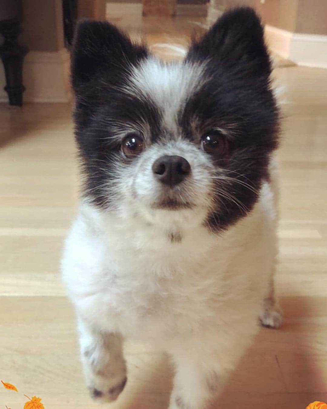 のインスタグラム：「Turkey? For me??😍🦃」