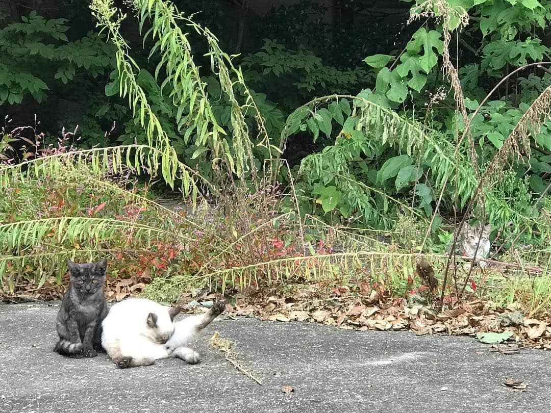 kanazawa_johoのインスタグラム：「* 粟津温泉にいた#野良猫 ちゃんたち。 #のんびり とした時間が流れ、#ほっこり しますよ(^^) * * :*::*::*::*::*::*::*::*::*::*::*::*:*::*::*: 11月15日発売！「日帰りであそぶいしかわの温泉」。 掲載情報や近隣のおすすめスポットをご紹介♪ :*::*::*::*::*::*::*::*::*::*::*::*:*::*::*: * * #猫 #ネコ #粟津温泉街 #小松市 #小松 #粟津 #粟津温泉 #加賀温泉 #石川県 #石川温泉 #温泉 #石川日帰り温泉 #日帰り温泉 #旅行 #観光 #観光スポット #ぶらり旅 #旅 #日帰り旅行 #日帰り温泉部 #いしかわの温泉 #日帰りであそぶいしかわの温泉」