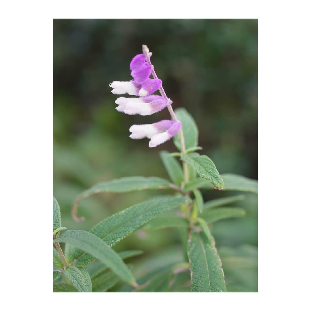 高垣麗子さんのインスタグラム写真 - (高垣麗子Instagram)「💙 ストーリーにも アップしたけれど お散歩中に出会った植物たち。 いつか娘もお花を眺めたり 楽しんだりするように なるんだろうな...( ◠‿◠ ) ・ #お散歩 #flower」11月24日 15時24分 - reikotakagaki