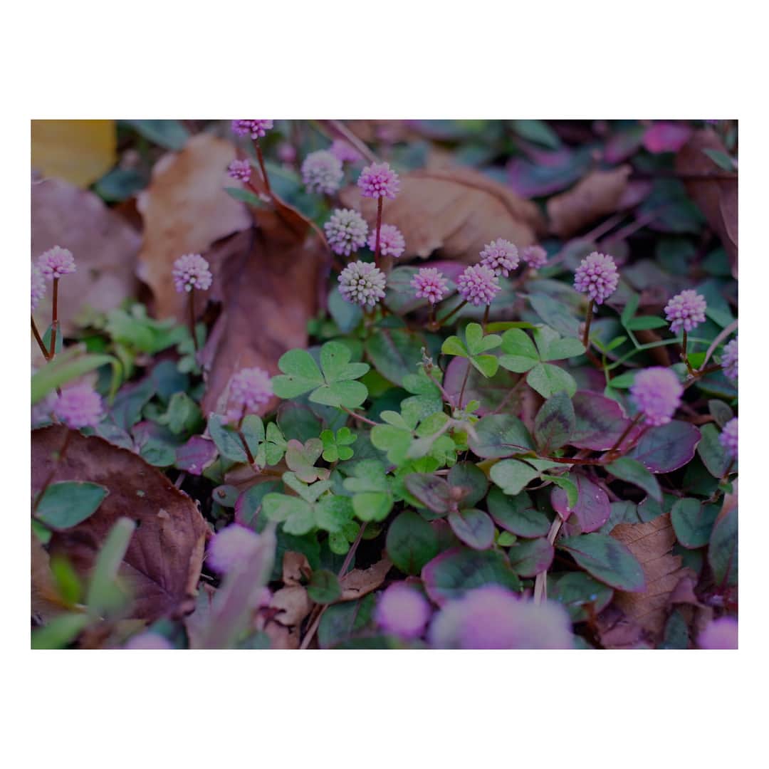 高垣麗子さんのインスタグラム写真 - (高垣麗子Instagram)「💙 ストーリーにも アップしたけれど お散歩中に出会った植物たち。 いつか娘もお花を眺めたり 楽しんだりするように なるんだろうな...( ◠‿◠ ) ・ #お散歩 #flower」11月24日 15時24分 - reikotakagaki