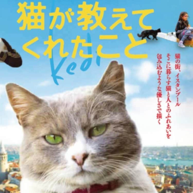 佐伯紅緒さんのインスタグラム写真 - (佐伯紅緒Instagram)「映画『猫が教えてくれたこと』最終日駆け込みで行ってきました。よかった。動物映画は苦手だけどこれはそういう映画ではなかった。食わず嫌いはいけないね。イスタンブールに行きたくなりました。  #猫が教えてくれたこと」11月24日 21時47分 - beniosaeki