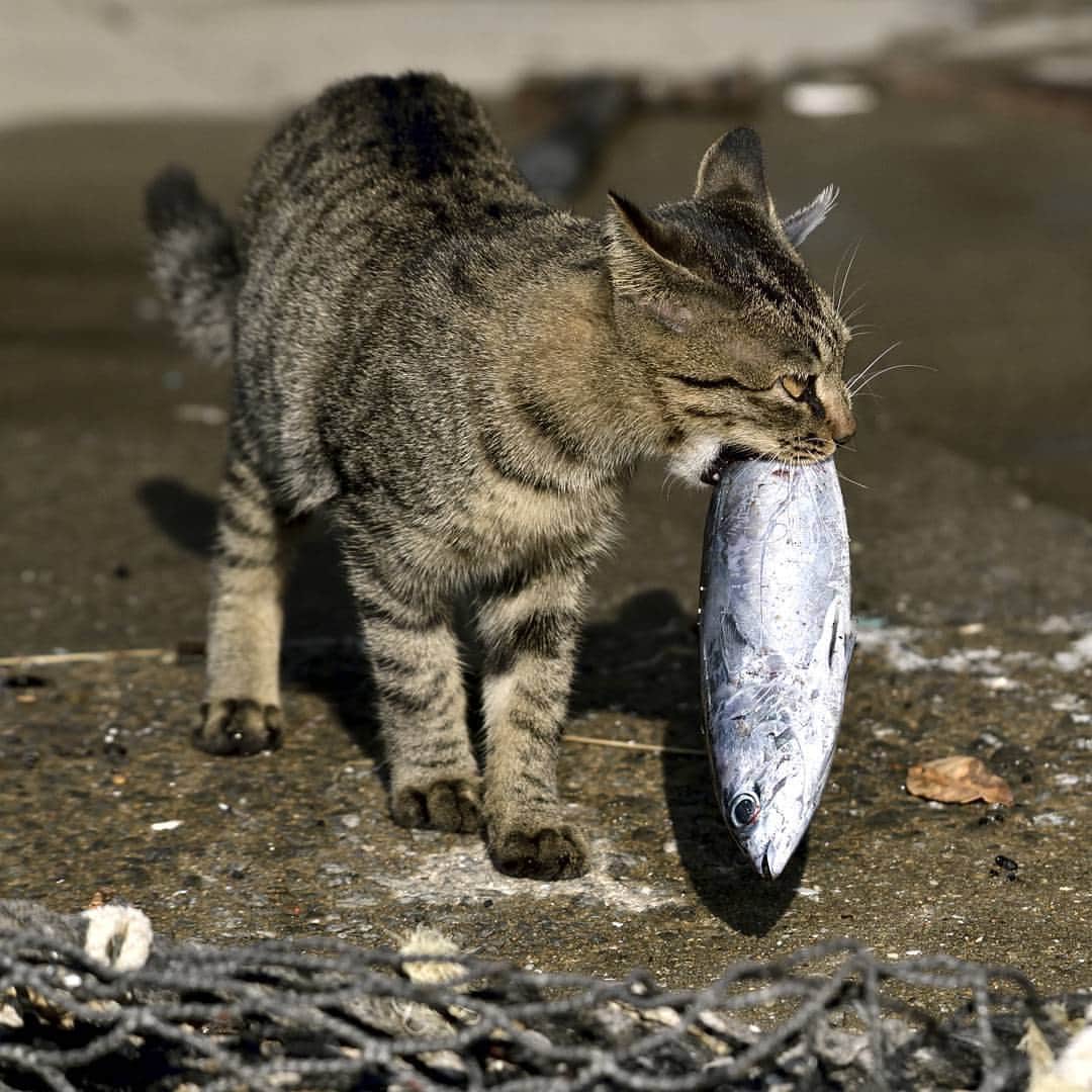 リトレンゴ【公式】のインスタグラム：「Photo by @marbochin https://www.instagram.com/p/BbOM6IfAid1/  リトレンゴではサイトOPENを記念して「日本の離島フォトコンテスト」を開催！今回のテーマは『日本の島猫』。あなたが離島で出会った猫の写真を投稿してください。応募はこのアカウントをフォローし、｢島の名前」｢ハッシュタグ #ritorengo 」をつけるだけ。作品は随時ピックアップしてご紹介させていただきます。皆様のご応募お待ちしております🐱 https://www.ritorengo.com/photo-contest/  #中通島 #五島 #五島列島 #長崎 #離島 #島旅 #島猫 #猫 #ネコ #ねこ #島 #cats_of_instagram#landscape_captures #landscapephotography #landscapelovers #animal #animallovers #animalphotography #catlove #catphoto #ilovecat #japan #japon #にゃんすたぐらむ #にゃんだふるらいふ #ねこ部 #写真好きな人と繋がりたい #写真撮ってる人と繋がりたい #ファインダー越しの私の世界」