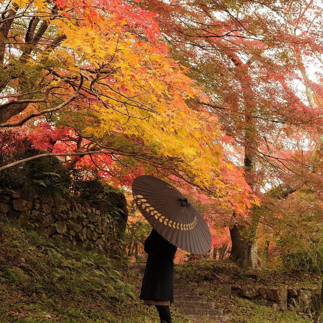 Atsukoさんのインスタグラム写真 - (AtsukoInstagram)「・ 紅葉散策 ・ ・ ＊」11月24日 23時17分 - atsuko12