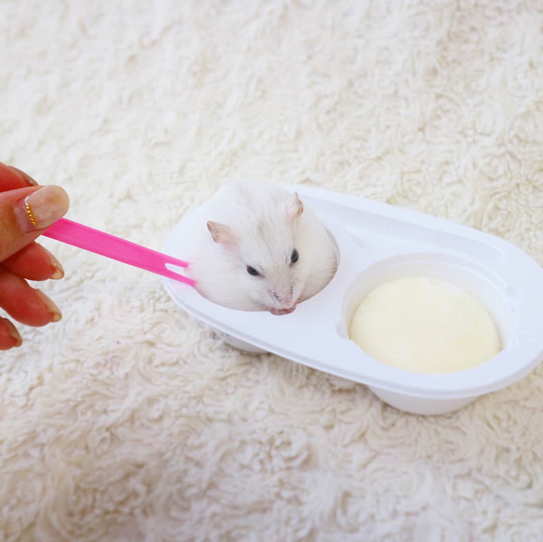 Hamster Mocoさんのインスタグラム写真 Hamster Mocoinstagram 逃げる雪見 じゃなくてふぅだいふく 雪見だいふくハムスター 飼い主 もうすぐ東京駅に到着します お天気が良くてサイコー このあと11時から まるっと小動物展