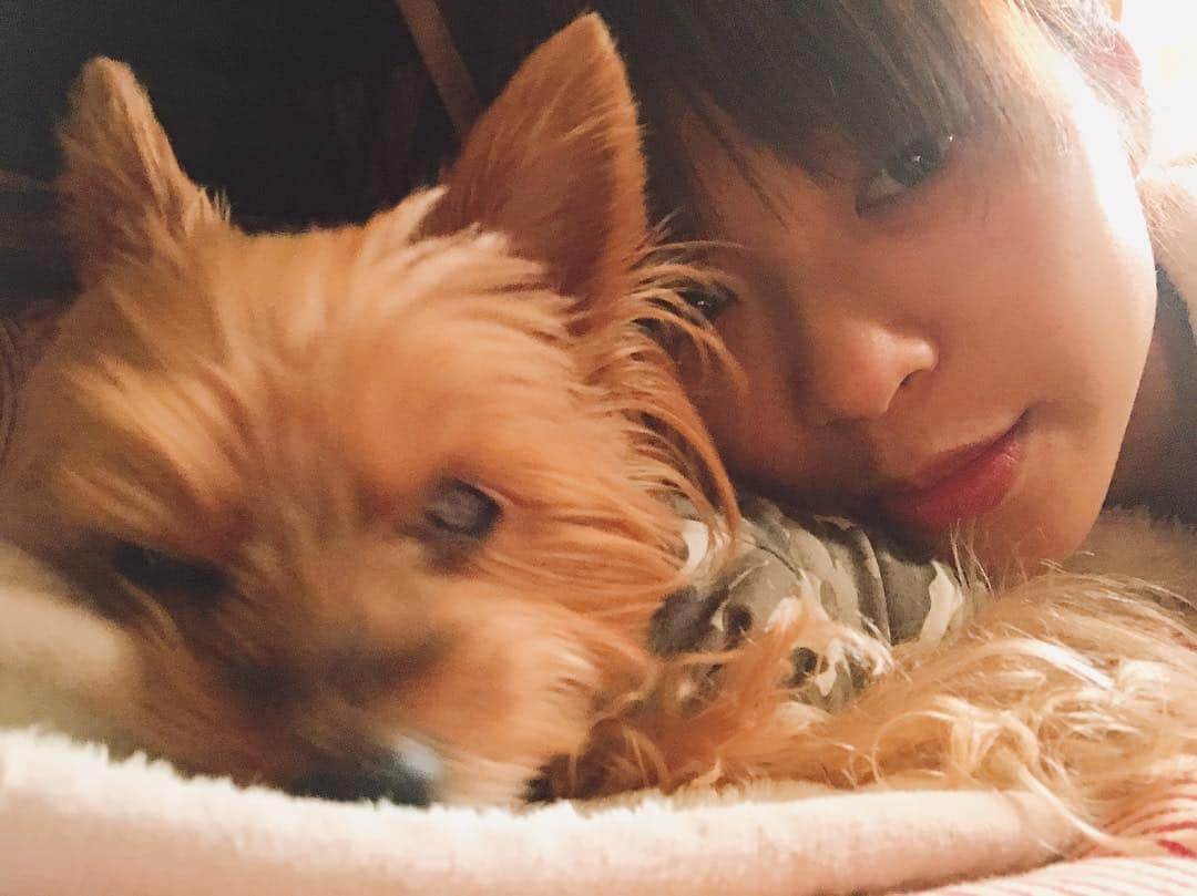 わちみなみのインスタグラム：「おはよう🌻 . 明日はカレンダーイベント、、ドキドキします🙂 . 犬に嫌がられないように微妙に距離を置いて写真を撮らせていただきました。❄️笑 . #犬 #ヨーキー #わちみなみ #イベント #sleepy #sleepydog」
