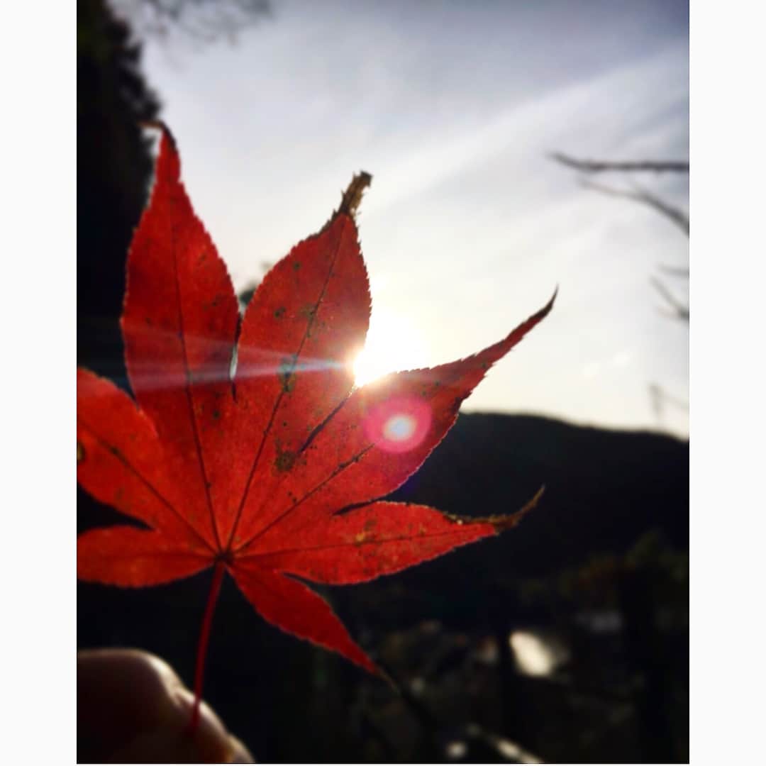 岩田剛典さんのインスタグラム写真 - (岩田剛典Instagram)「🇯🇵🍁👏🏻✨✨✨」11月25日 17時37分 - takanori_iwata_official