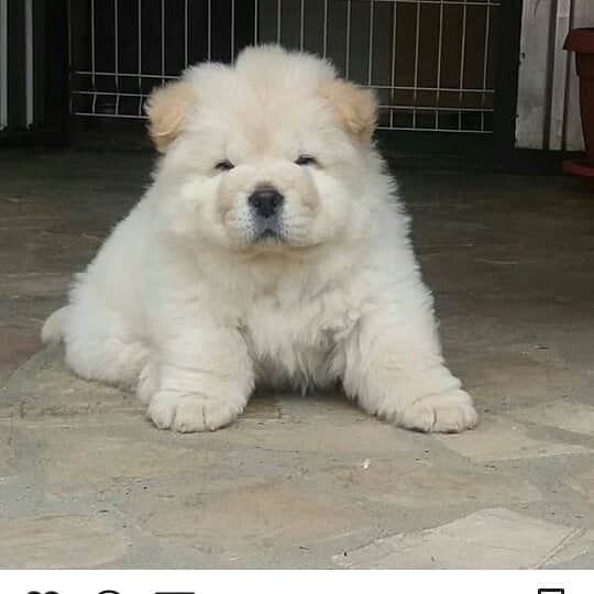 CHOWSTAGRAM CHoW CHoW PuPPieSさんのインスタグラム写真 - (CHOWSTAGRAM CHoW CHoW PuPPieSInstagram)「PHoTo : @beba.chow_」11月25日 20時53分 - chowchow.gallery