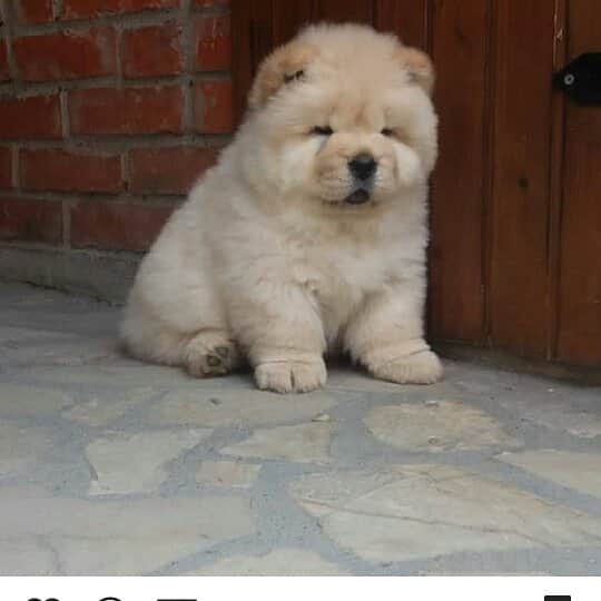 CHOWSTAGRAM CHoW CHoW PuPPieSさんのインスタグラム写真 - (CHOWSTAGRAM CHoW CHoW PuPPieSInstagram)「PHoTo : @beba.chow_」11月25日 20時53分 - chowchow.gallery