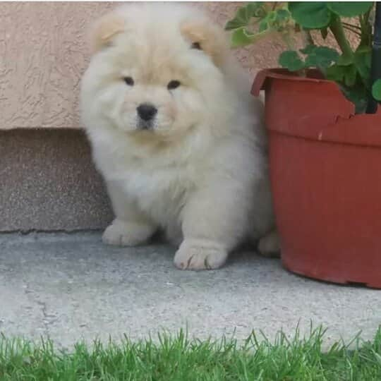 CHOWSTAGRAM CHoW CHoW PuPPieSさんのインスタグラム写真 - (CHOWSTAGRAM CHoW CHoW PuPPieSInstagram)「PHoTo : @beba.chow_」11月25日 20時53分 - chowchow.gallery