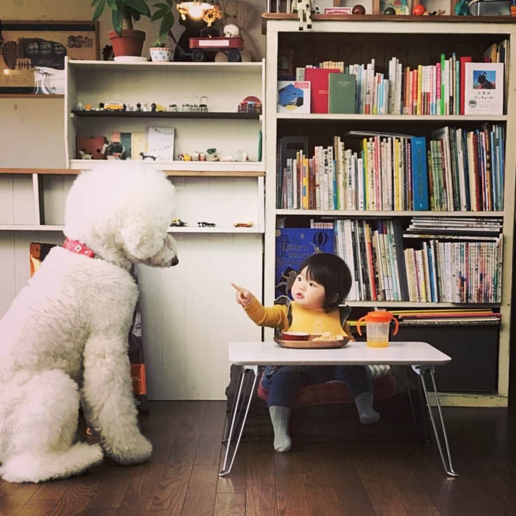 たまねぎさんのインスタグラム写真 - (たまねぎInstagram)「. . マテでしゅ！ . wait!! . . #standardpoodle #poodlesofinstagram #スタンダードプードル #whitepoodle #大型犬と子供 #poodle #dogstagram #east_dog_japan #いぬのいる生活 #もふもふ部 #わんこ部 #赤ちゃんと犬 #baby #babyanddog #adorablebaby #kawaii #1歳5ヶ月 #コドモノ #ママリ #ベビフル #キズナ #wait #おやつの時間」11月26日 2時21分 - tamanegi.qoo.riku