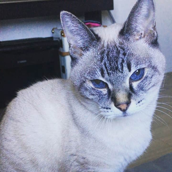 のインスタグラム：「おはよう😼☀️ #お喋りサクラさん #おしゃべりねこ #catlover #よく寝られなかったらしい  #今から動物病院に行くことを言っていないからまだ余裕のさくらさん笑」