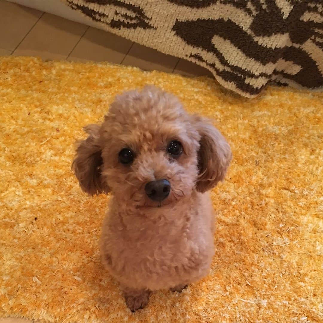 宮崎宣子さんのインスタグラム写真 - (宮崎宣子Instagram)「ママー今日は連れてってくれないのー？ この前のお出かけは一緒だったのに…  #あろは便り #バッチリ #カメラ目線 #甘えん坊犬 #ずっとべったり #かまってちゃん」11月3日 16時40分 - miyazaki_nobuko