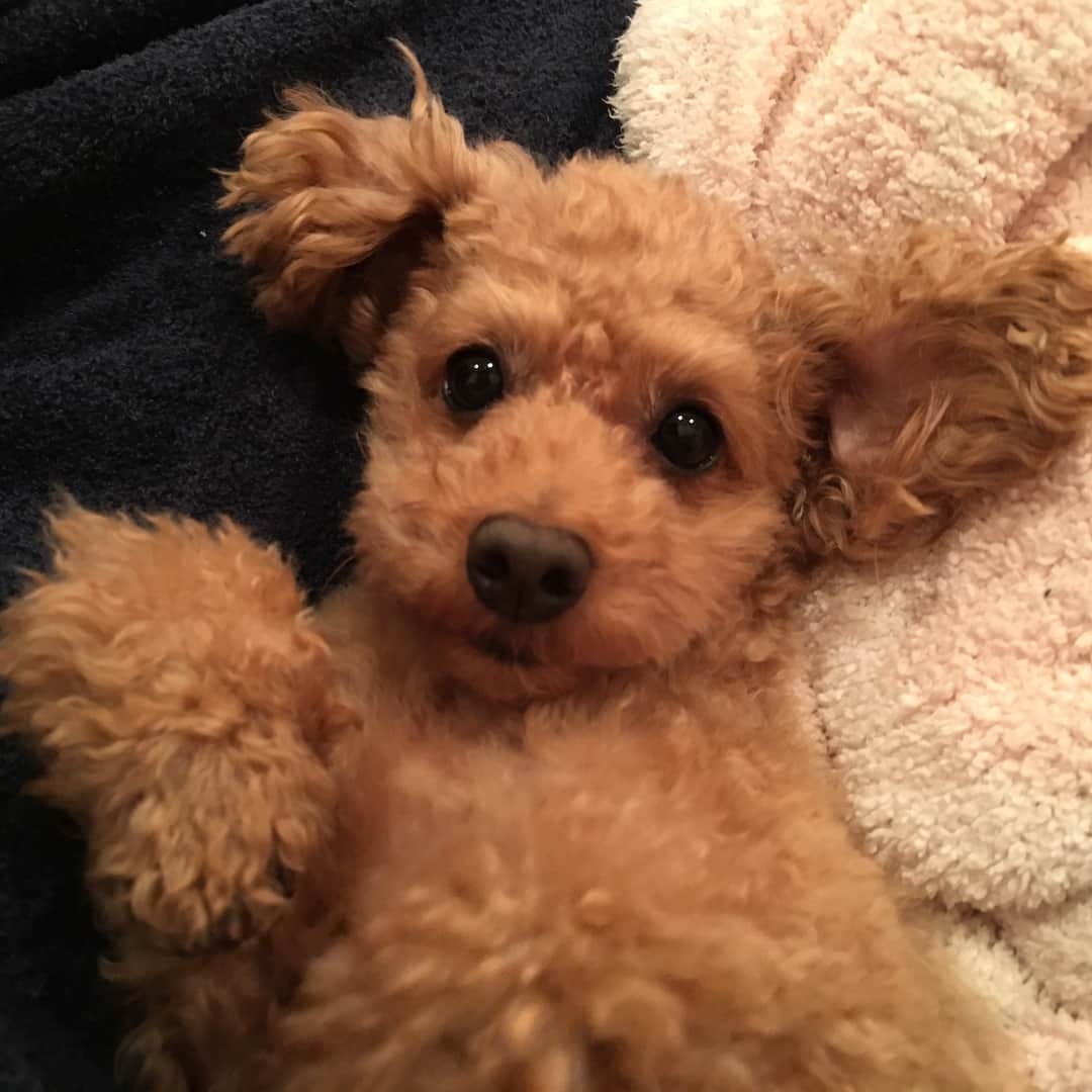 宮崎宣子さんのインスタグラム写真 - (宮崎宣子Instagram)「ママー今日は連れてってくれないのー？ この前のお出かけは一緒だったのに…  #あろは便り #バッチリ #カメラ目線 #甘えん坊犬 #ずっとべったり #かまってちゃん」11月3日 16時40分 - miyazaki_nobuko