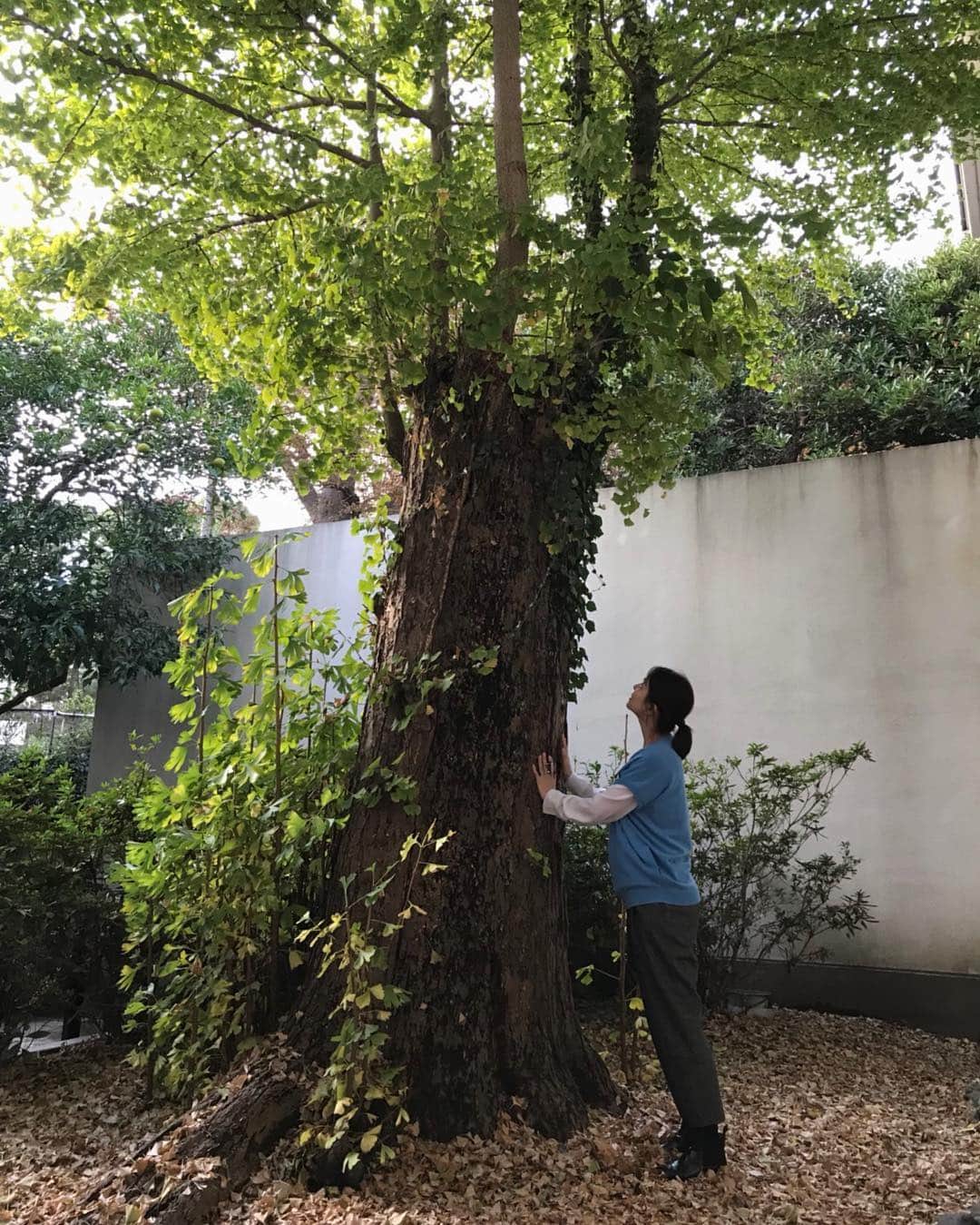 石田ゆり子さんのインスタグラム写真 - (石田ゆり子Instagram)「大きな銀杏の樹。 何年も、何百年も、ときには 何千年も 同じ場所で私たち人間を見ている樹。 そっと触って、 そのパワーをいただく。 樹は本当に美しい。」11月3日 20時34分 - yuriyuri1003