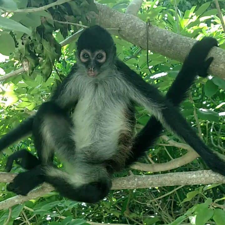 リチャード・ルッコロのインスタグラム：「Outside my bathroom window. A first. #monkey #puertomorelos #wildlife」