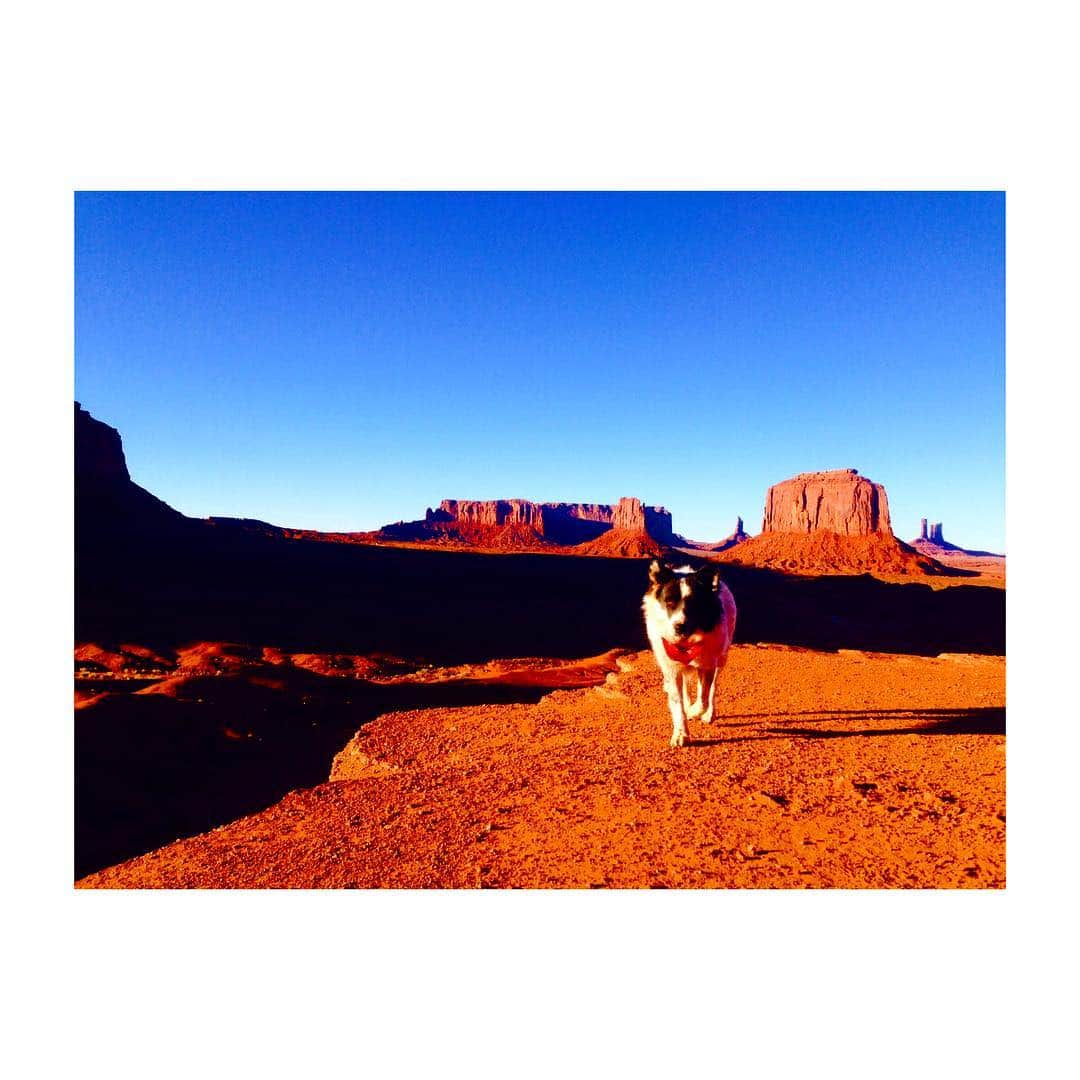 のインスタグラム：「〜わんちゃん〜 Coolなわんちゃん発見 #dog #trip #usa #モニュメントバレー #アメリカ旅行 #海外旅行 #自由人 #犬 #大好き #わんちゃん大好き」