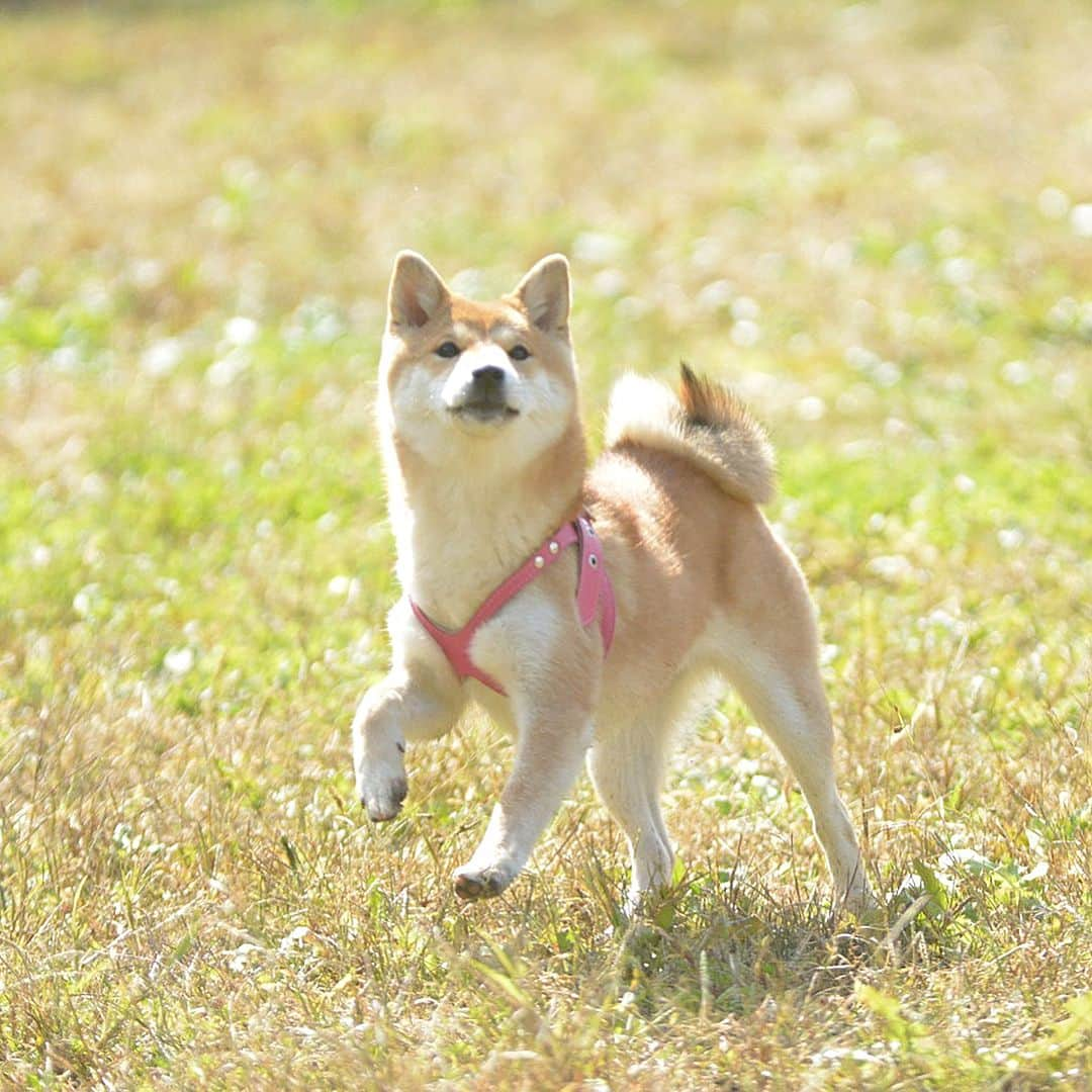 花丸さんのインスタグラム写真 - (花丸Instagram)「まる子ドッグランデビュー💨  #dogがranしてん #いろんな子と遊んで #お利口さんでした #柴犬 #shiba #shibainu #ふわもこ部 #weeklyfluff」11月4日 7時40分 - hanaruko