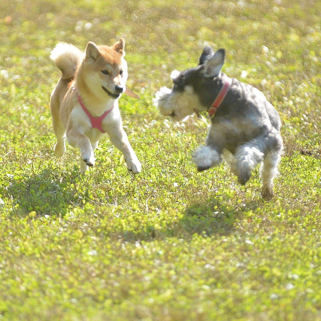 花丸さんのインスタグラム写真 - (花丸Instagram)「まる子ドッグランデビュー💨  #dogがranしてん #いろんな子と遊んで #お利口さんでした #柴犬 #shiba #shibainu #ふわもこ部 #weeklyfluff」11月4日 7時40分 - hanaruko