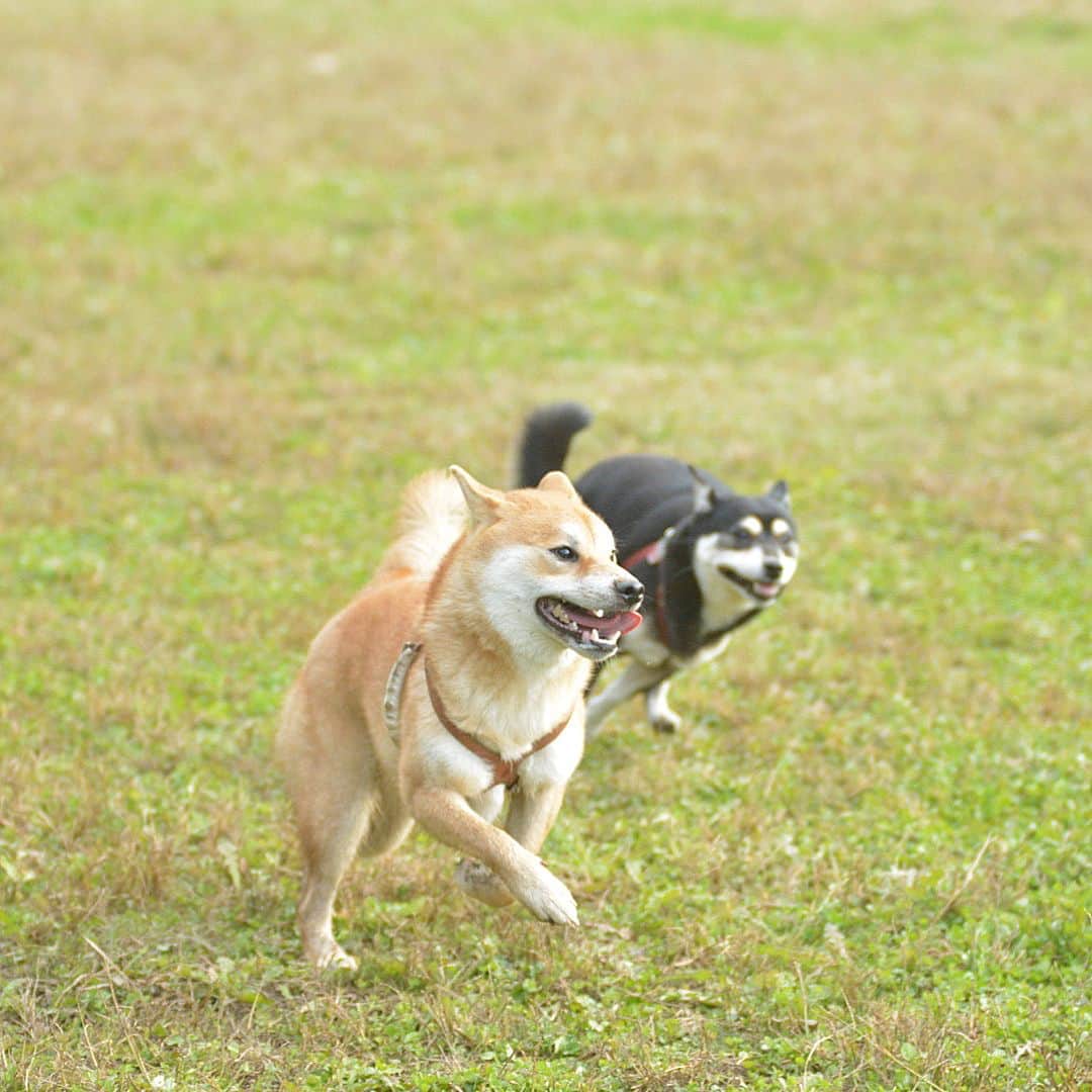 花丸さんのインスタグラム写真 - (花丸Instagram)「まる子ドッグランデビュー💨  #dogがranしてん #いろんな子と遊んで #お利口さんでした #柴犬 #shiba #shibainu #ふわもこ部 #weeklyfluff」11月4日 7時40分 - hanaruko