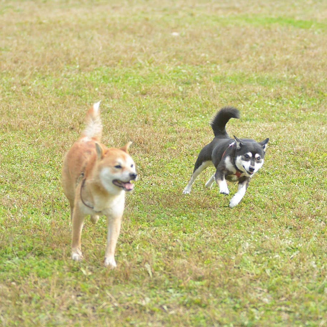 花丸さんのインスタグラム写真 - (花丸Instagram)「まる子ドッグランデビュー💨  #dogがranしてん #いろんな子と遊んで #お利口さんでした #柴犬 #shiba #shibainu #ふわもこ部 #weeklyfluff」11月4日 7時40分 - hanaruko
