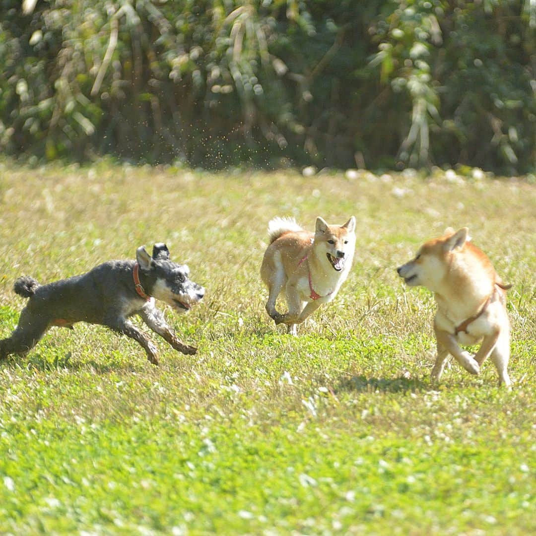 花丸さんのインスタグラム写真 - (花丸Instagram)「まる子ドッグランデビュー💨  #dogがranしてん #いろんな子と遊んで #お利口さんでした #柴犬 #shiba #shibainu #ふわもこ部 #weeklyfluff」11月4日 7時40分 - hanaruko