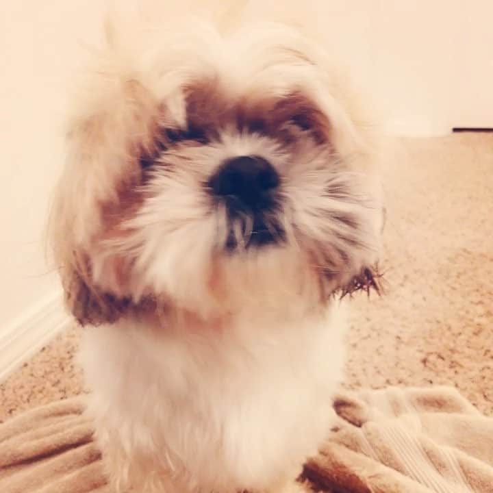 Buttersのインスタグラム：「😂😂😂 #badhairday  #shihtzu #cutestpup」