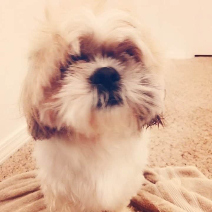 のインスタグラム：「😂😂😂 #badhairday  #shihtzu #cutestpup」
