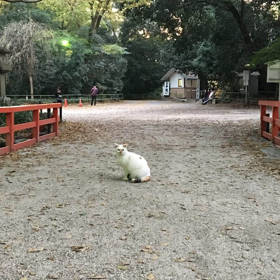 金巻ともこのインスタグラム