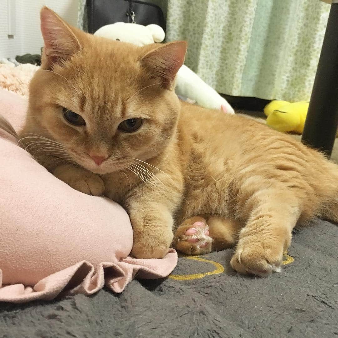 Purin Munchkincatさんのインスタグラム写真 Purin Munchkincatinstagram 肘ついて態度がでかいプリンさん マンチカン 茶トラ 短足 短足マンチカン ねこ部 Cat Munchkincat Catstagram Ilovecat ふわもこ部 Catloversclub Munchkinlovers 11月4日
