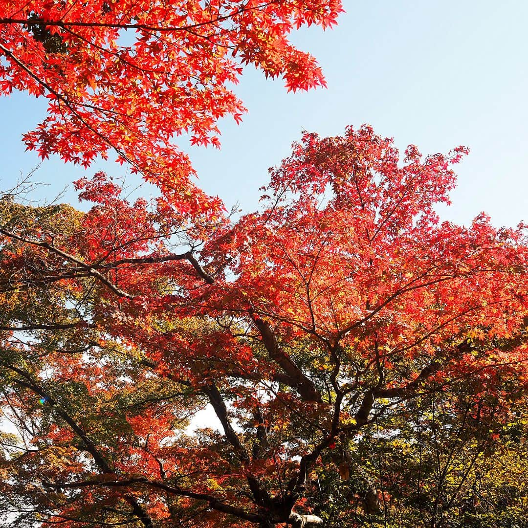 磯部奈央さんのインスタグラム写真 - (磯部奈央Instagram)「箱根強羅公園にて☺︎❤︎ . 紅葉の葉が落ちているのを発見🍁 キレイな紅葉が始まっていました☺️❤︎ . . #温泉旅行 #温泉 #spring #癒し #強羅公園 #箱根 #強羅 #紅葉」11月5日 11時32分 - nao_isobe729