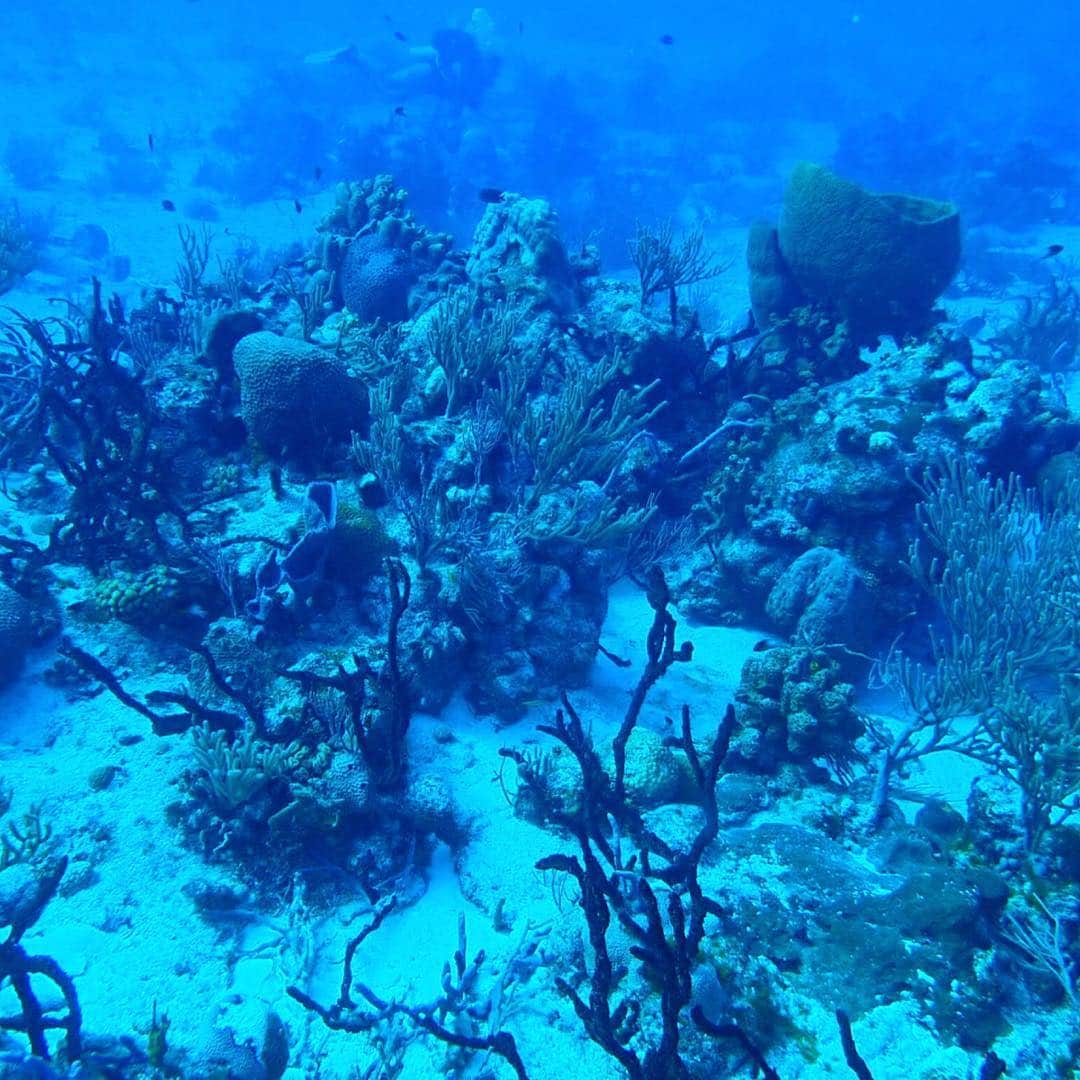 蜷川べにさんのインスタグラム写真 - (蜷川べにInstagram)「カリブ海はアリエルの世界でした。」11月5日 13時12分 - ninagawabeni