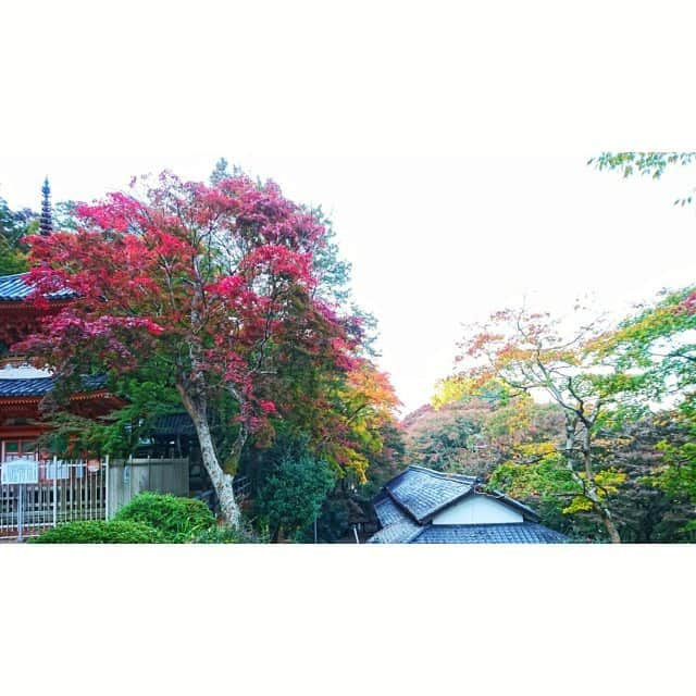 gayo01のインスタグラム：「昨日は #紅葉 を見に出かけました🍁 . 秋晴れで気持ちよかった～😆🍃 . 4枚目のお題は『ススキ🌾と私😛』 あくまでもススキが主役✨✨ . 特にあの一番上～に伸びているススキの高さには驚いた‼(•'Д'• ۶)۶ 笑 . #instagood #scenery #autumn #autumnleaves #uniqlo #uniqloginza #sneakers #converseallstar #秋 #紅葉狩り #落ち葉 #ユニクロ #グレンチェック #スニーカー #コンバース #足元倶楽部 #複数枚投稿するとき構図が正方形にしかならない #長方形の人いるのに 〰(*´༎ຶД༎ຶ`)」