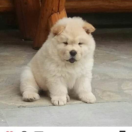 CHOWSTAGRAM CHoW CHoW PuPPieSさんのインスタグラム写真 - (CHOWSTAGRAM CHoW CHoW PuPPieSInstagram)「PHoToS: @dusa.chow_」11月6日 11時47分 - chowchow.gallery