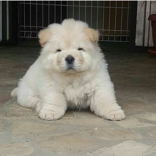 CHOWSTAGRAM CHoW CHoW PuPPieSのインスタグラム：「PHoToS: @dusa.chow_」