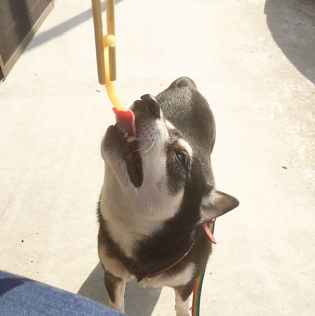 花丸さんのインスタグラム写真 - (花丸Instagram)「こんぴらさん参り&うどん柴いてきたで！  #ワンコは1368段の階段 #余裕のよっちゃんやったね #うどん県で #メインイベント前の腹ごしらえ  #柴犬 #shiba #shibainu」11月6日 14時15分 - hanaruko
