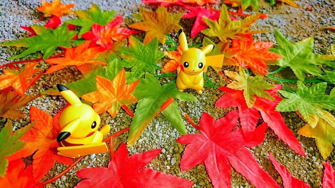 ピカチュウ公式Instagramさんのインスタグラム写真 - (ピカチュウ公式InstagramInstagram)「【今日のピカチュウ】 落ち葉🍁もだんだん色づいてきたね、ピカチュウ💛 #pikachu #pokemon #autumnleaves #pikachu_snap #photooftheday #ピカチュウ  #ポケモン #紅葉」11月6日 18時02分 - pokemon_jpn